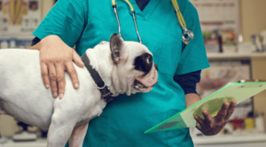 Smiling Dog With Nurse Before Surgery