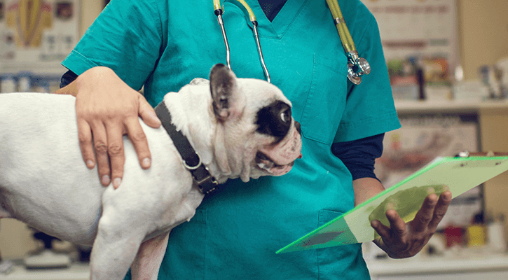 Smiling Dog With Nurse Before Surgery