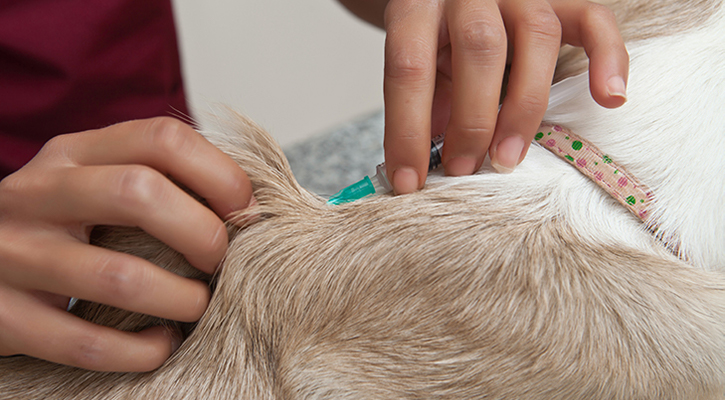 Pet Having Blood Drawn